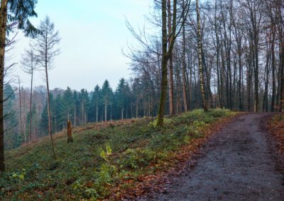 Wälder bei Landsberg und Hugenpoet