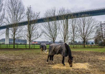 Pferde vor der Ruhrtalbrücke